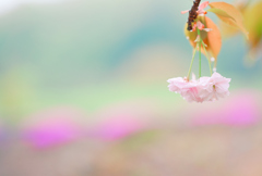 八重桜