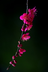 紅梅