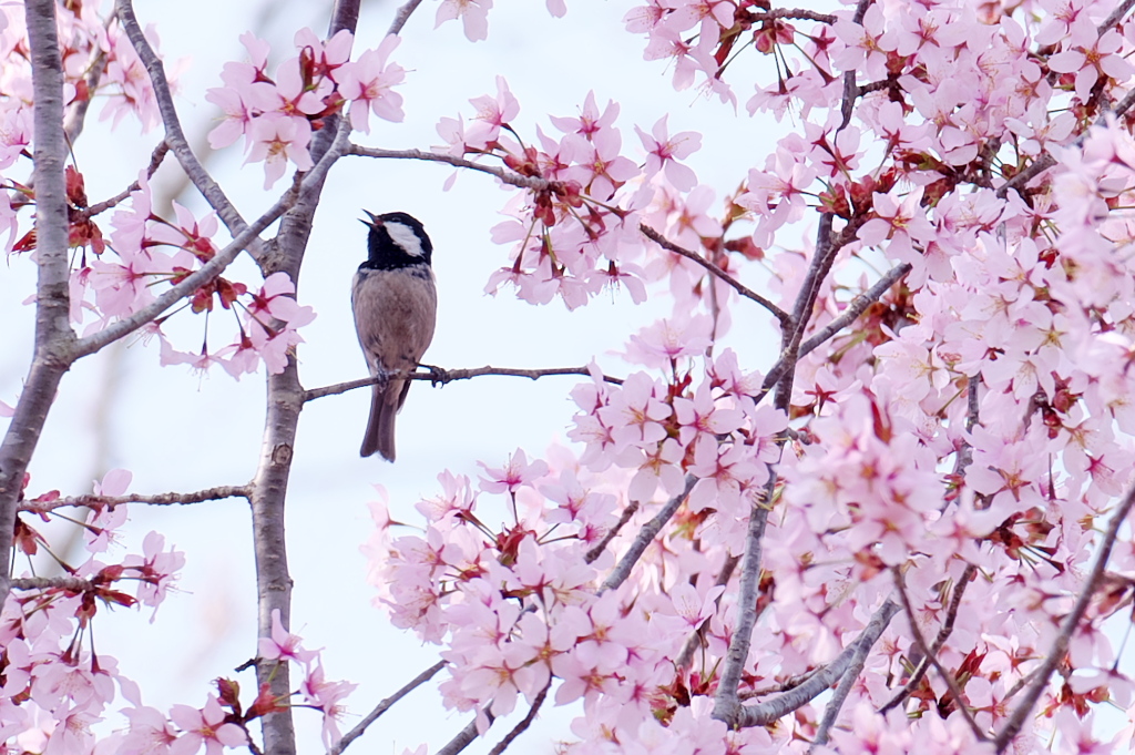 野鳥