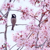 野鳥