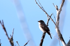 野鳥