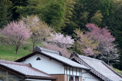 春らしく