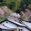 春らしく