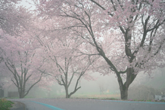 朝靄に