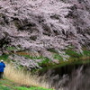 水辺の桜