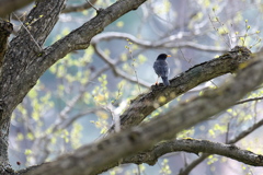 野鳥