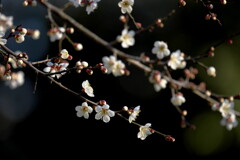 梅