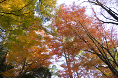 DSCF2867