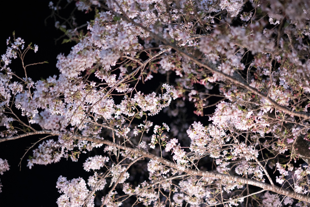 DSCF2566