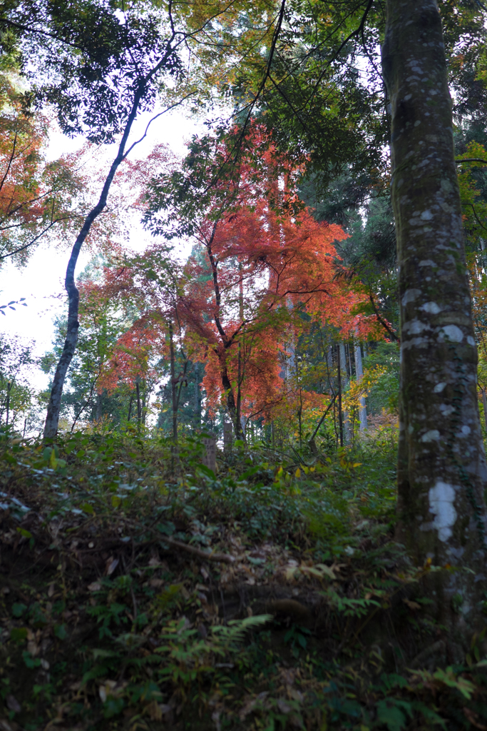 DSCF6877