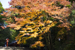 DSCF9365
