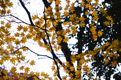 DSCF2816