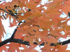 紅葉