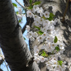 桜