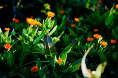 なんて花だろう?2