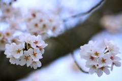 2025桜２−８