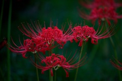 IMG_6769