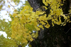 IMG_7500