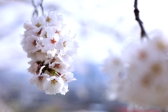 2025桜３−６