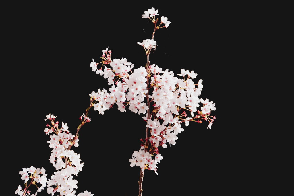 2025桜６−５