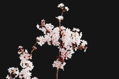 2025桜６−５