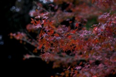 IMG_7483