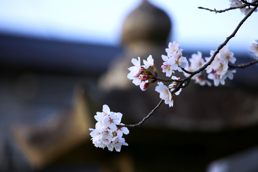 2025桜４−５