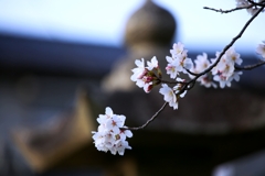 2025桜４−５
