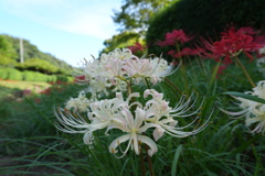 DSC00595