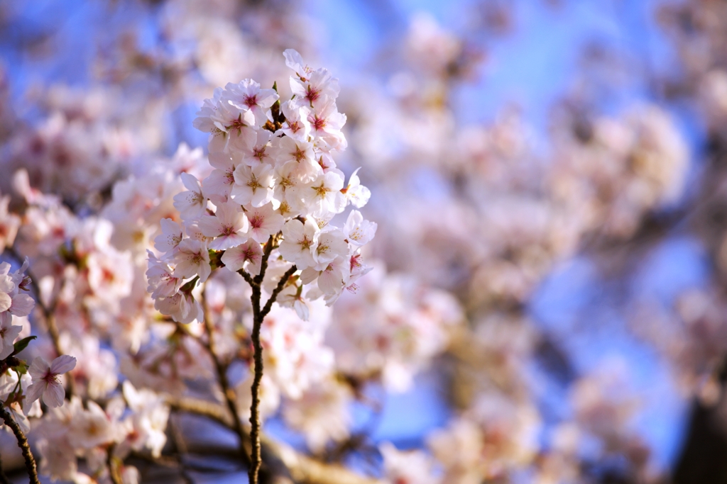 2025桜４−８