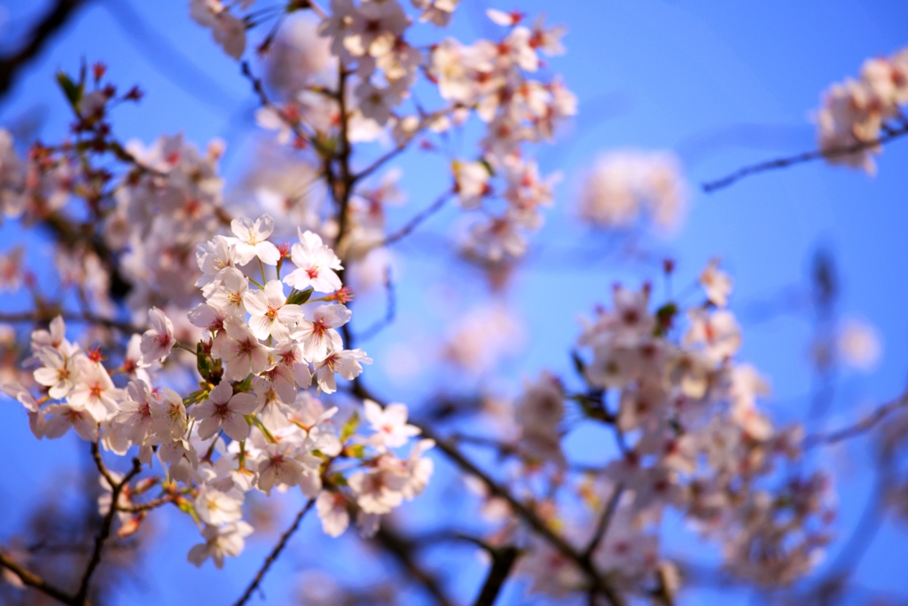 2025桜４−10