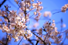 2025桜４−10