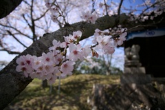 2022桜８