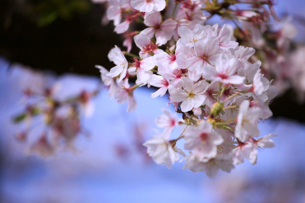 2023桜15
