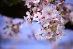 2023桜15
