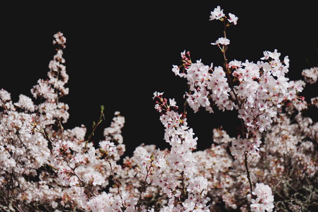 2025桜６−１