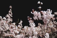 2025桜６−１