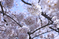 2022桜12