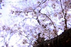 2025桜３−３