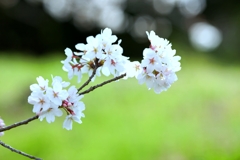2025桜２−３