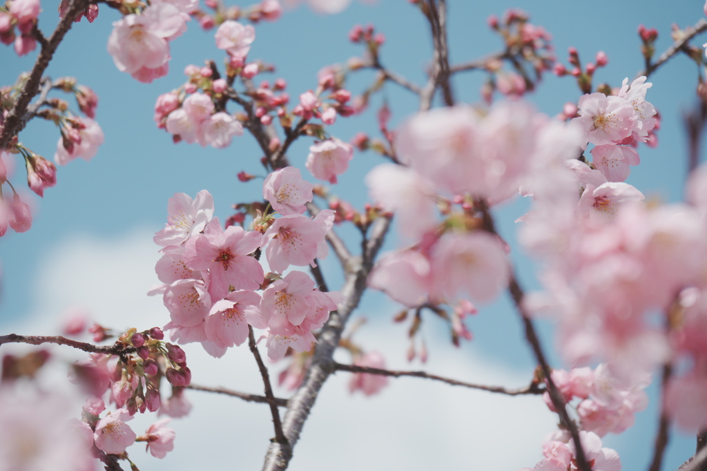 2025桜８