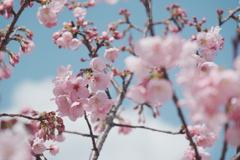 2025桜８