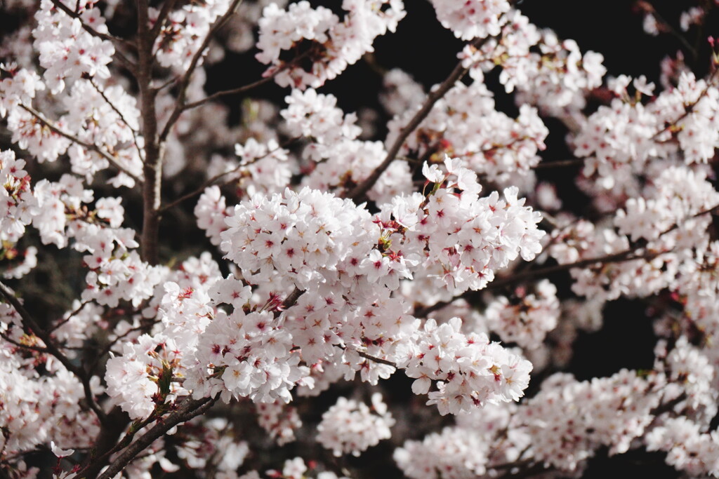 2025桜６−４