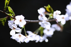 2025桜２−６