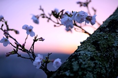 2023桜８