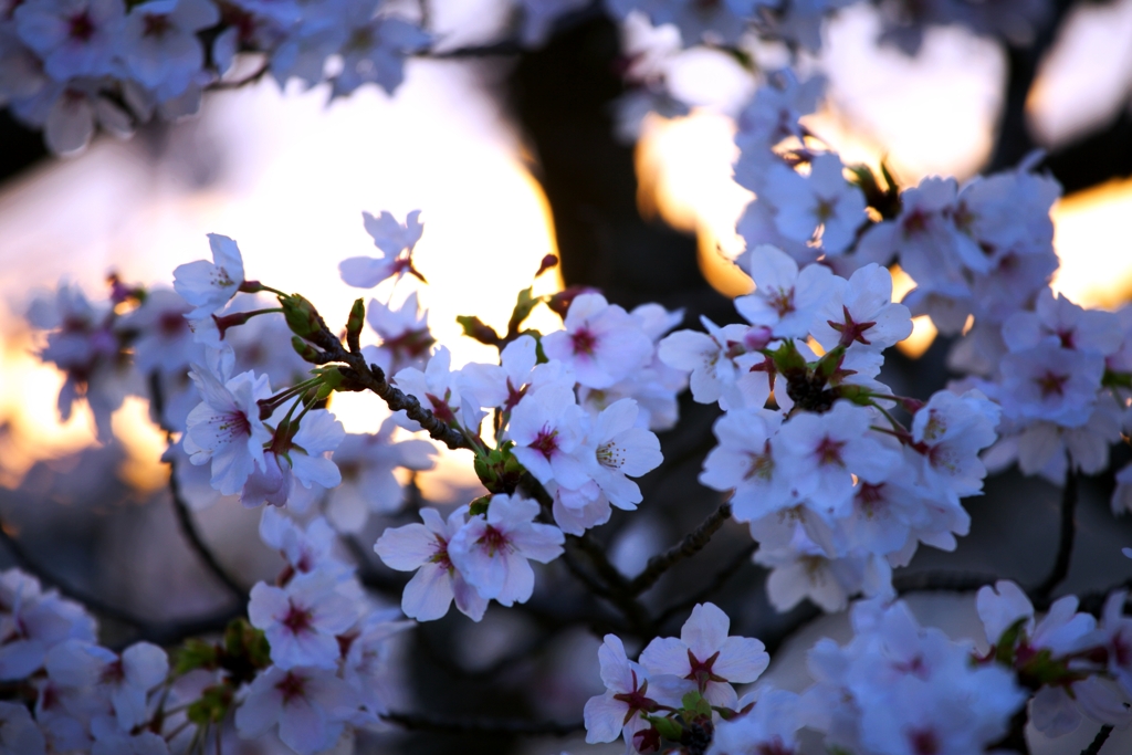 2025桜４−３