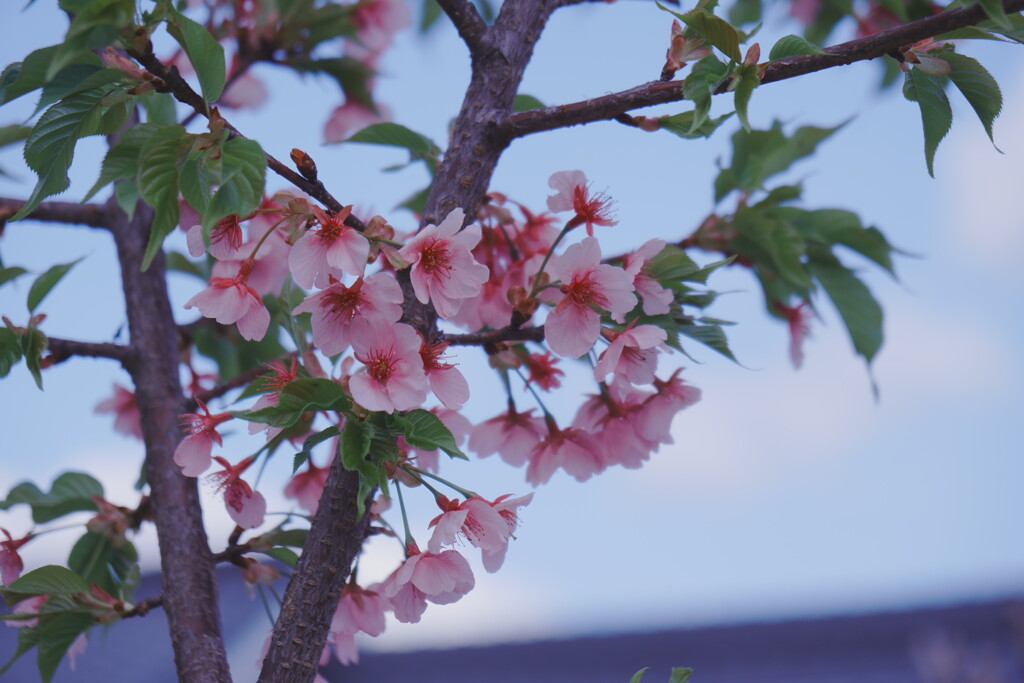 2025桜３