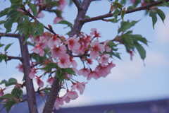 2025桜３