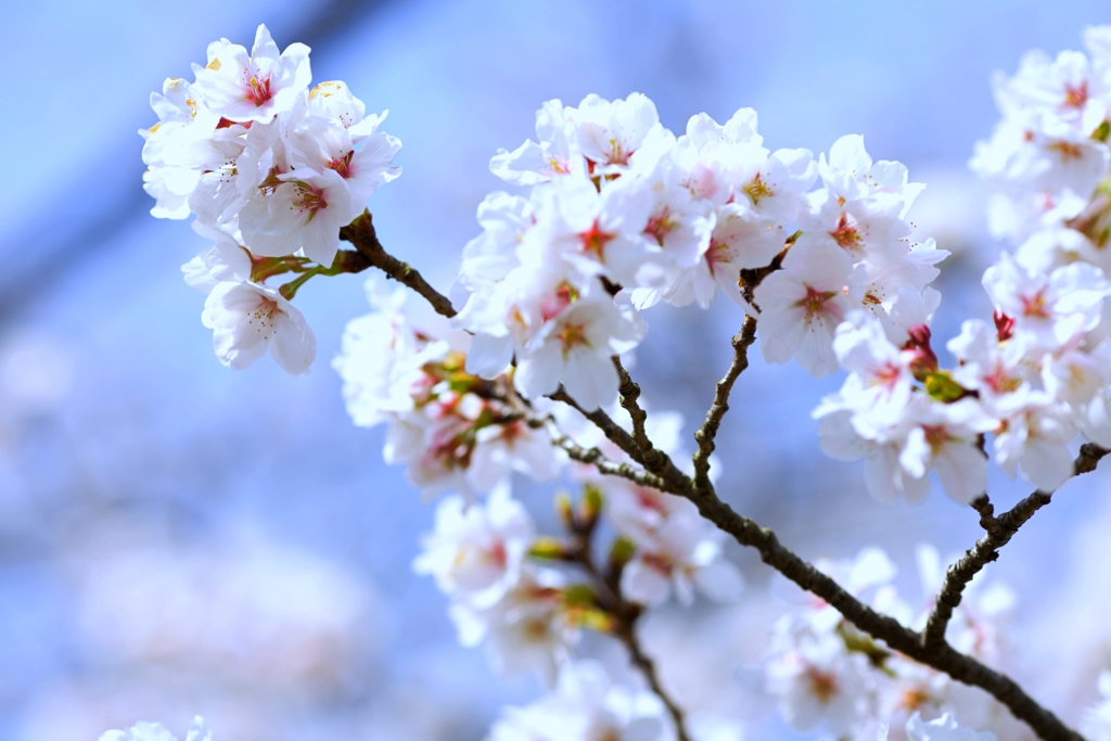 2025桜２−２