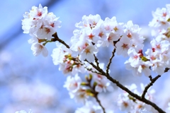 2025桜２−２